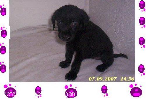 *Raİ Dişi Labrador Retriever