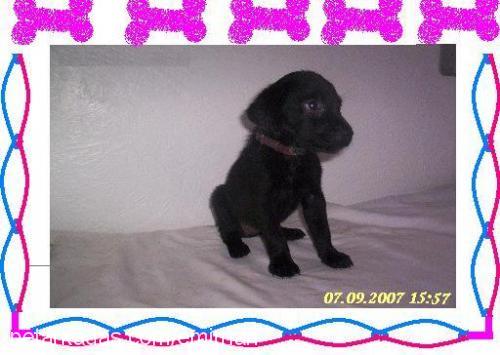 *Raİ Dişi Labrador Retriever