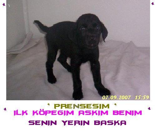 *Raİ Dişi Labrador Retriever