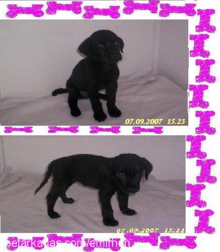 *Raİ Dişi Labrador Retriever