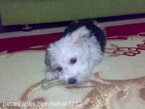 tina Dişi Glen of Imaal Terrier