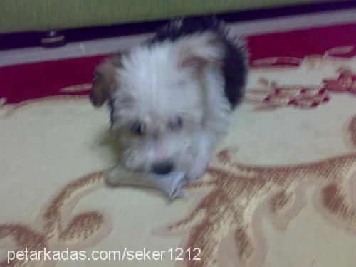 tina Dişi Glen of Imaal Terrier