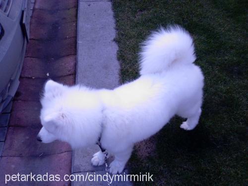 köpük Dişi Samoyed