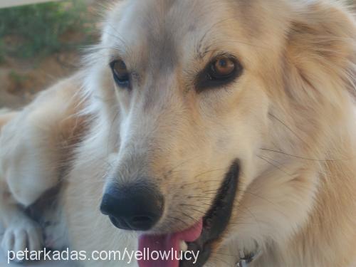 Lucy Dişi Golden Retriever