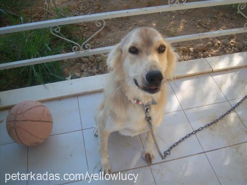 Lucy Dişi Golden Retriever