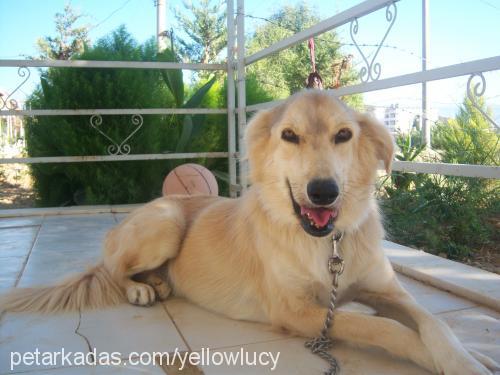 Lucy Dişi Golden Retriever