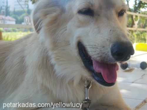 Lucy Dişi Golden Retriever