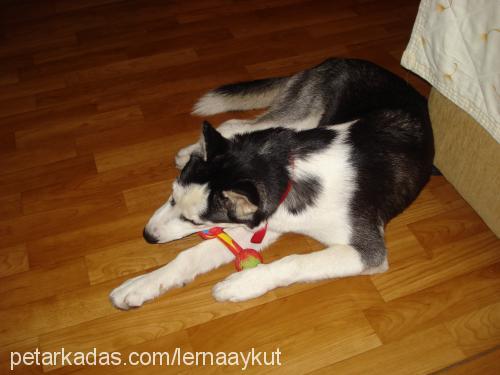 shila Dişi Sibirya Kurdu (Husky)