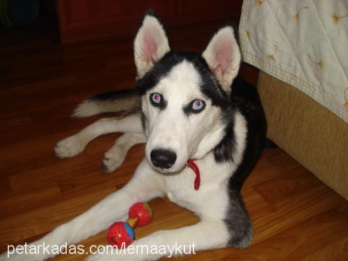 shila Dişi Sibirya Kurdu (Husky)