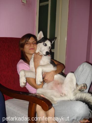 shila Dişi Sibirya Kurdu (Husky)