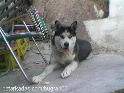 CANGO Erkek Sibirya Kurdu (Husky)