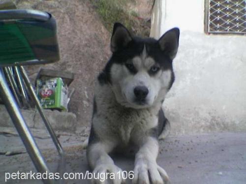 CANGO Erkek Sibirya Kurdu (Husky)