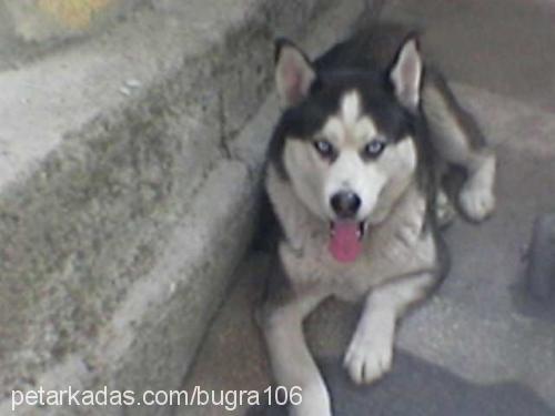 CANGO Erkek Sibirya Kurdu (Husky)