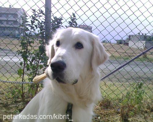 kibrit Erkek Golden Retriever