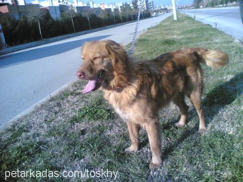 TOSKHY Erkek Golden Retriever