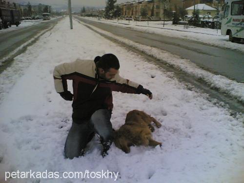 TOSKHY Erkek Golden Retriever