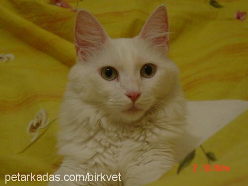 Tekir Erkek Ankara Kedisi (Angora)