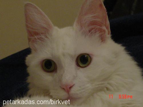 Tekir Erkek Ankara Kedisi (Angora)