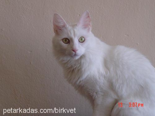 Tekir Erkek Ankara Kedisi (Angora)