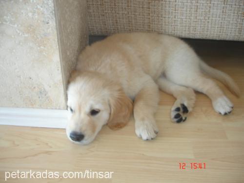 topesto Erkek Golden Retriever