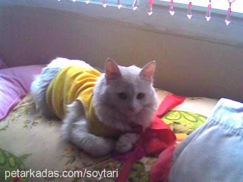 soytarı Erkek Ankara Kedisi (Angora)