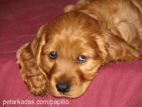 ARES Erkek İngiliz Cocker Spaniel