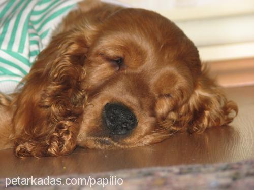 ARES Erkek İngiliz Cocker Spaniel