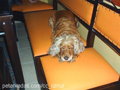 coffee Dişi İngiliz Cocker Spaniel