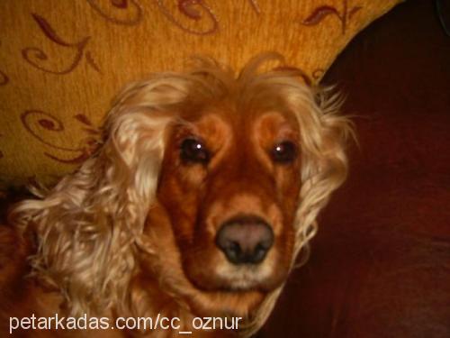 coffee Dişi İngiliz Cocker Spaniel