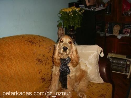 paşa Erkek İngiliz Cocker Spaniel