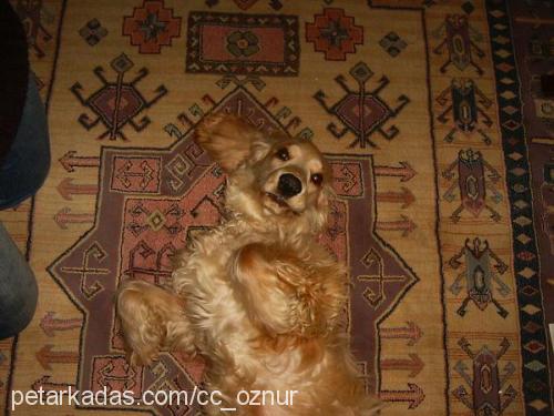 paşa Erkek İngiliz Cocker Spaniel