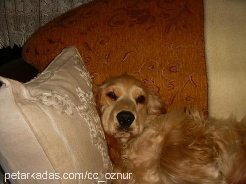 paşa Erkek İngiliz Cocker Spaniel