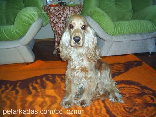 paşa Erkek İngiliz Cocker Spaniel