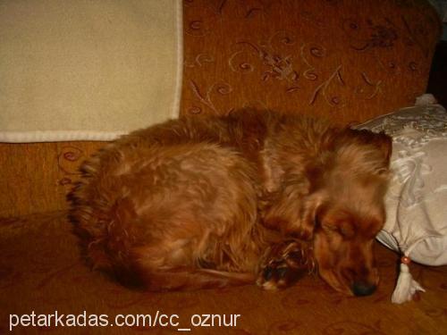 rosa Dişi İngiliz Cocker Spaniel