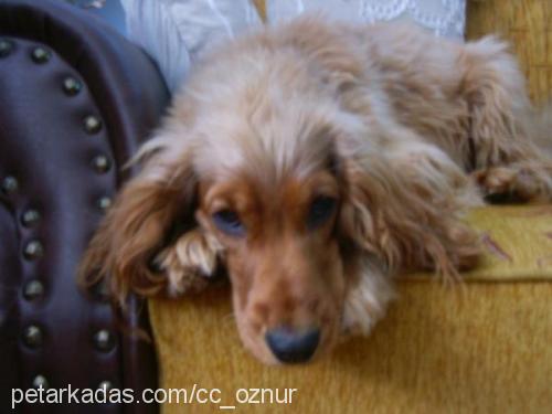 rosa Dişi İngiliz Cocker Spaniel