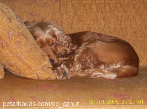 rosa Dişi İngiliz Cocker Spaniel