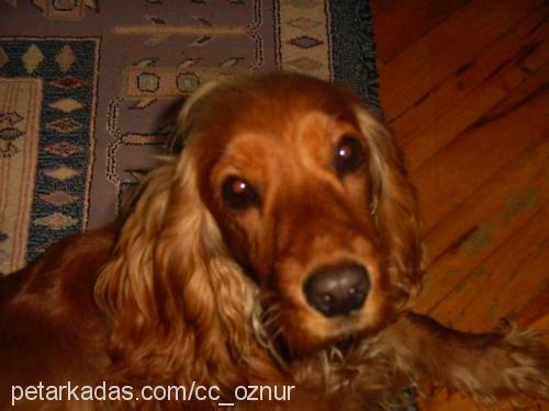 rosa Dişi İngiliz Cocker Spaniel