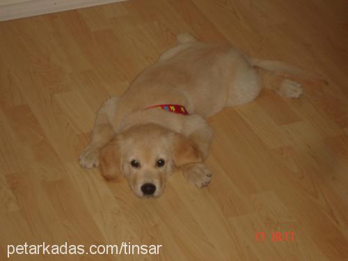 topesto Erkek Golden Retriever