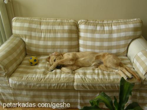 geshe Dişi Golden Retriever