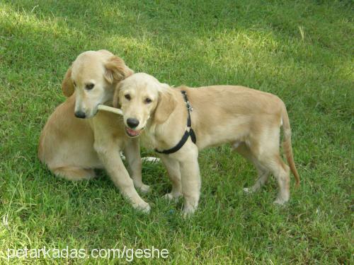 geshe Dişi Golden Retriever