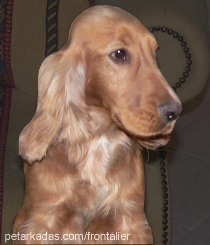 Daisy Dişi İngiliz Cocker Spaniel