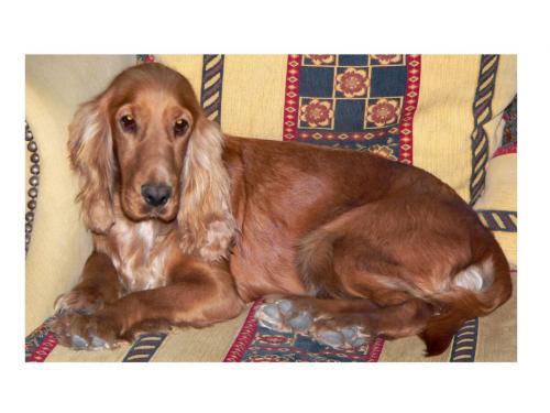 Daisy Dişi İngiliz Cocker Spaniel