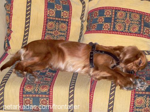 Daisy Dişi İngiliz Cocker Spaniel