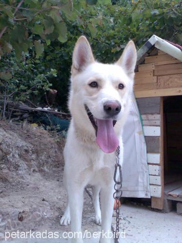 badi Erkek Alaskan Malamute