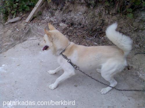 badi Erkek Alaskan Malamute