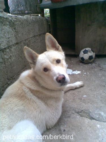 badi Erkek Alaskan Malamute