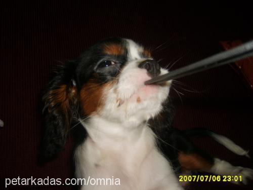 rİsus Erkek Cavalier King Charles Spanieli