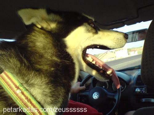 zeuss Erkek Alaskan Malamute