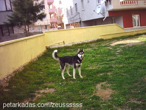 zeuss Erkek Alaskan Malamute