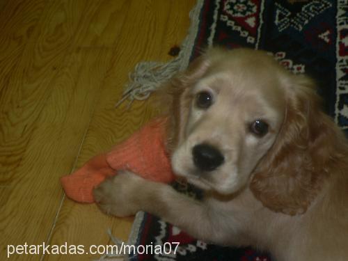 Oğlum Erkek Amerikan Cocker Spaniel